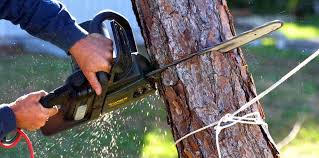 Trusted Oak Grove, MN  Tree Services Experts