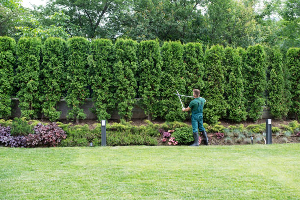 Lawn Watering Services in Oak Grove, MN