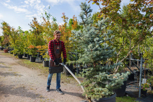 Leaf Removal Services in Oak Grove, MN