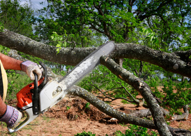 Why Choose Our Tree Removal Services in Oak Grove, MN?